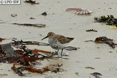 Bécasseau variable