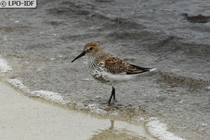 Bécasseau variable