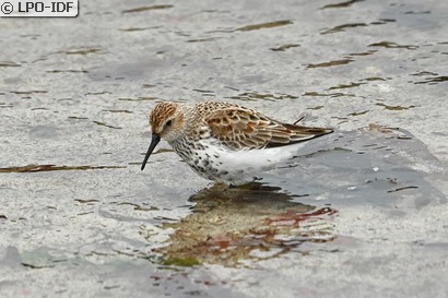 Bécasseau variable