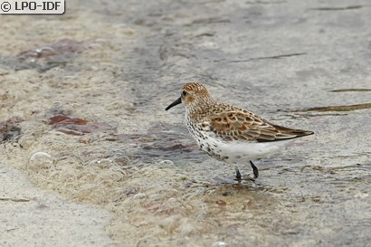Bécasseau variable