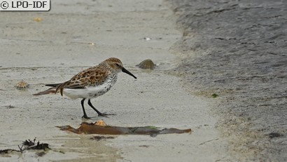 Bécasseau variable