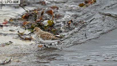 Bécasseau variable