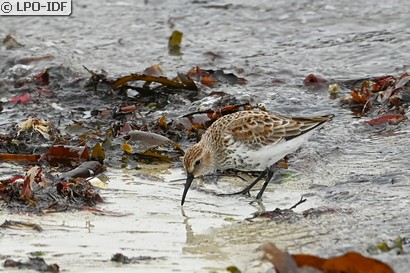 Bécasseau variable
