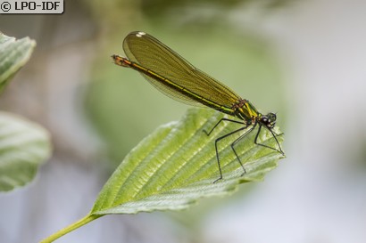 Caloptéryx éclatant
