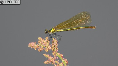 Caloptéryx éclatant