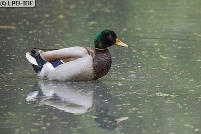 Canard colvert