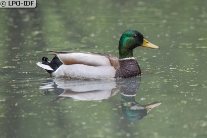 Canard colvert