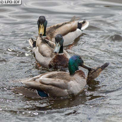 Canard colvert