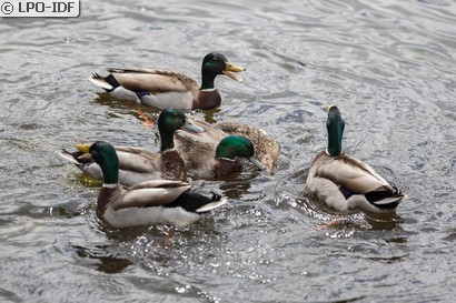 Canard colvert
