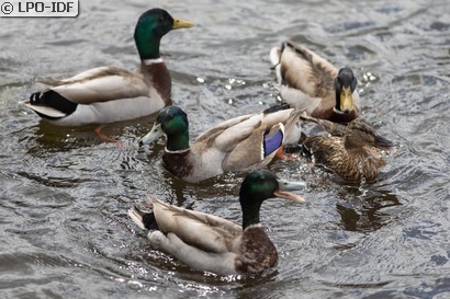Canard colvert