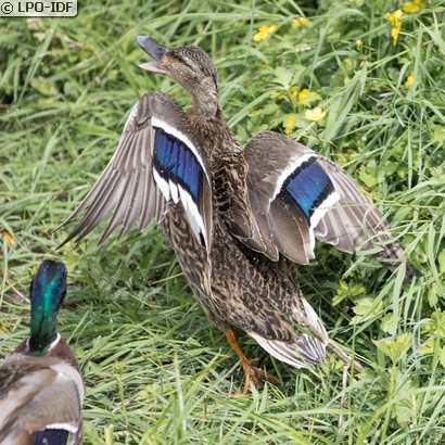 Canard colvert
