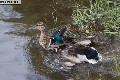 Canard colvert