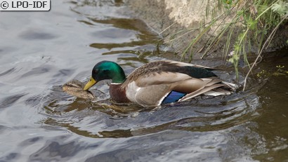 Canard colvert