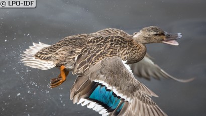 Canard colvert