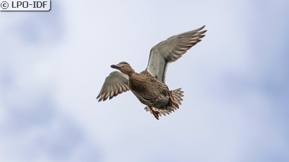 Canard colvert