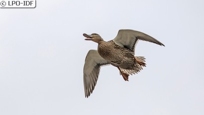 Canard colvert
