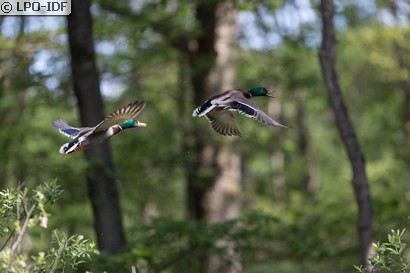 Canard colvert