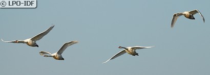 Cygne tuberculé
