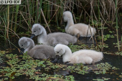 Cygne tuberculé