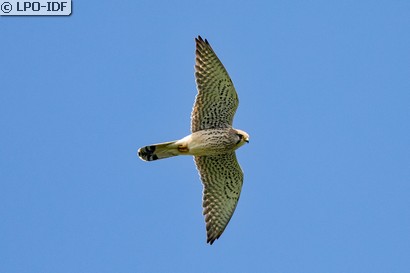 Faucon crécerelle