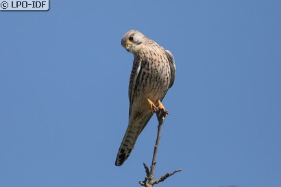 Faucon crécerelle
