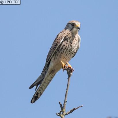 Faucon crécerelle