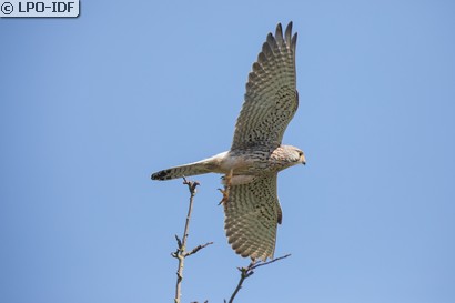 Faucon crécerelle
