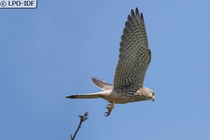 Faucon crécerelle