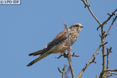 Faucon crécerelle