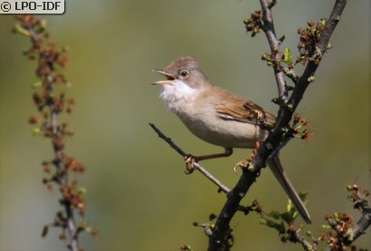 Fauvette grisette