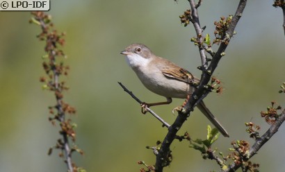 Fauvette grisette