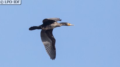 Grand Cormoran