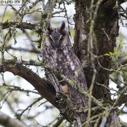 Hibou moyen-duc