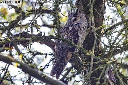 Hibou moyen-duc