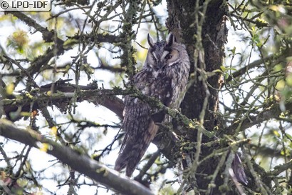 Hibou moyen-duc