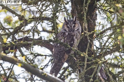 Hibou moyen-duc