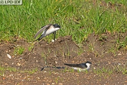 Hirondelle de fenêtre