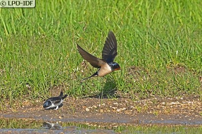Hirondelle rustique