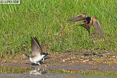Hirondelle rustique
