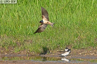 Hirondelle rustique