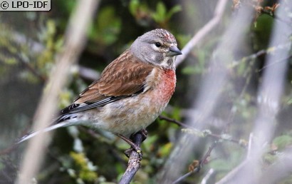 Linotte mélodieuse