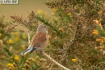 Linotte mélodieuse