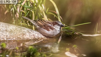 Moineau domestique