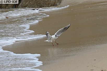 Mouette rieuse