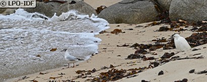 Mouette rieuse