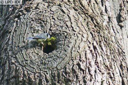 Mésange bleue