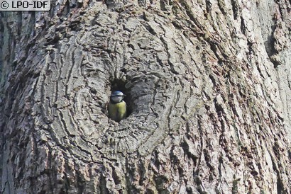 Mésange bleue