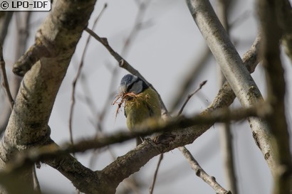 Mésange bleue