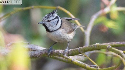 Mésange huppée