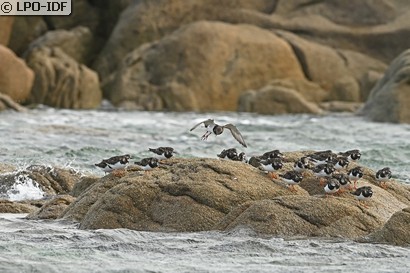 Tournepierre à collier